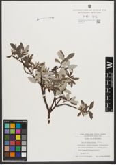 Foto von Salix helvetica Vill.